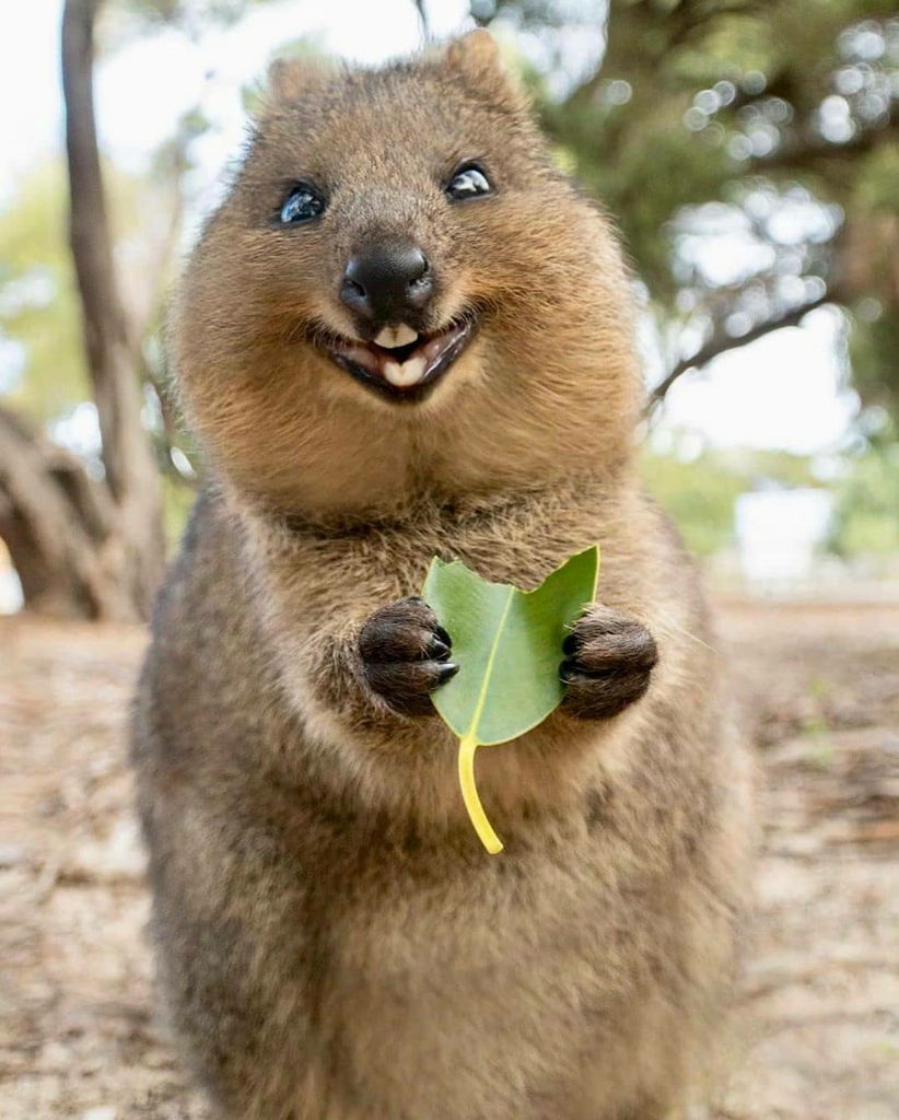 Quokka, Satwa Endemik Australia Barat yang Selalu Tersenyum