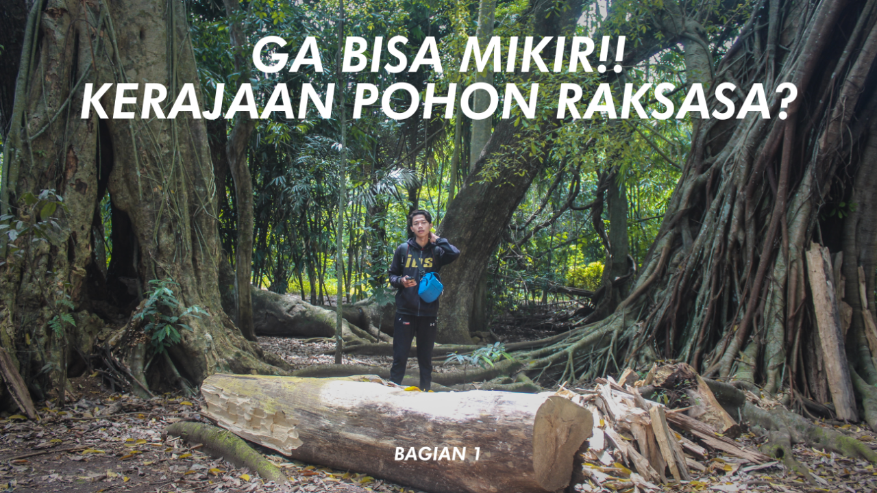 Semua Warga Terkejut!! Pohon Dari Cirebon Pindah Ke Kalijurang Brebes Jawa Tengah