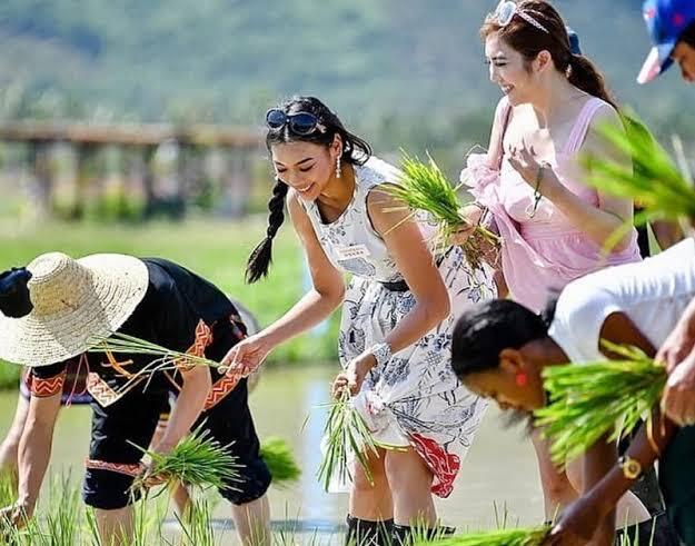 Siapakah Yang Menemukan Padi, Lantas Diolah Menjadi Nasi? 