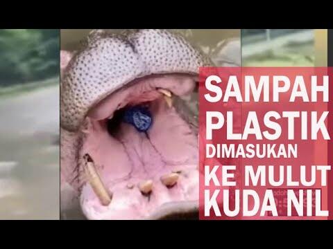 Seorang Ibu - Ibu Membuat Sampah ke Mulut Kudanil