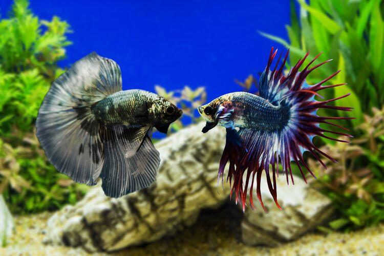 Hindari Lima Hal Keliru Tentang Ikan Cupang! New Owner Masuk!