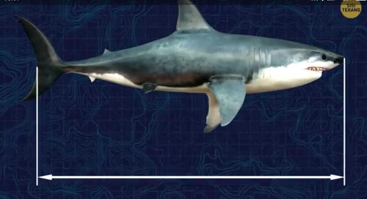 Megalodon Ikan Hiu Raksasa yang Langka