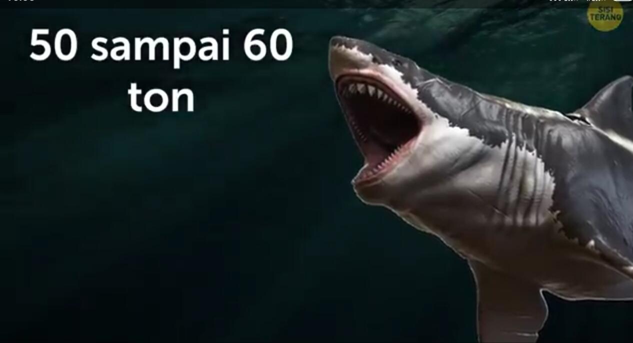 Megalodon Ikan Hiu Raksasa yang Langka