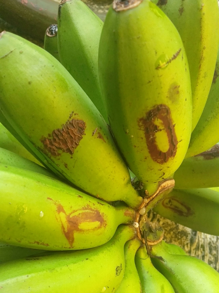 Krawu Pisang Rayap, Makanan Sehat Tanpa Bahan Pengawet!
