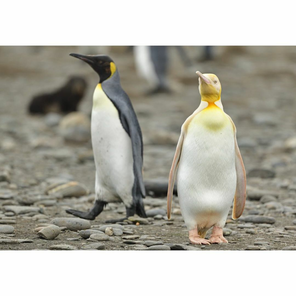 Langka! Penguin Kuning Jatuh di Tangan Kamera Fotografer Satwa Liar, Yves Adams
