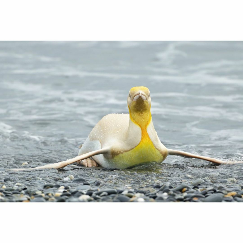 Langka! Penguin Kuning Jatuh di Tangan Kamera Fotografer Satwa Liar, Yves Adams