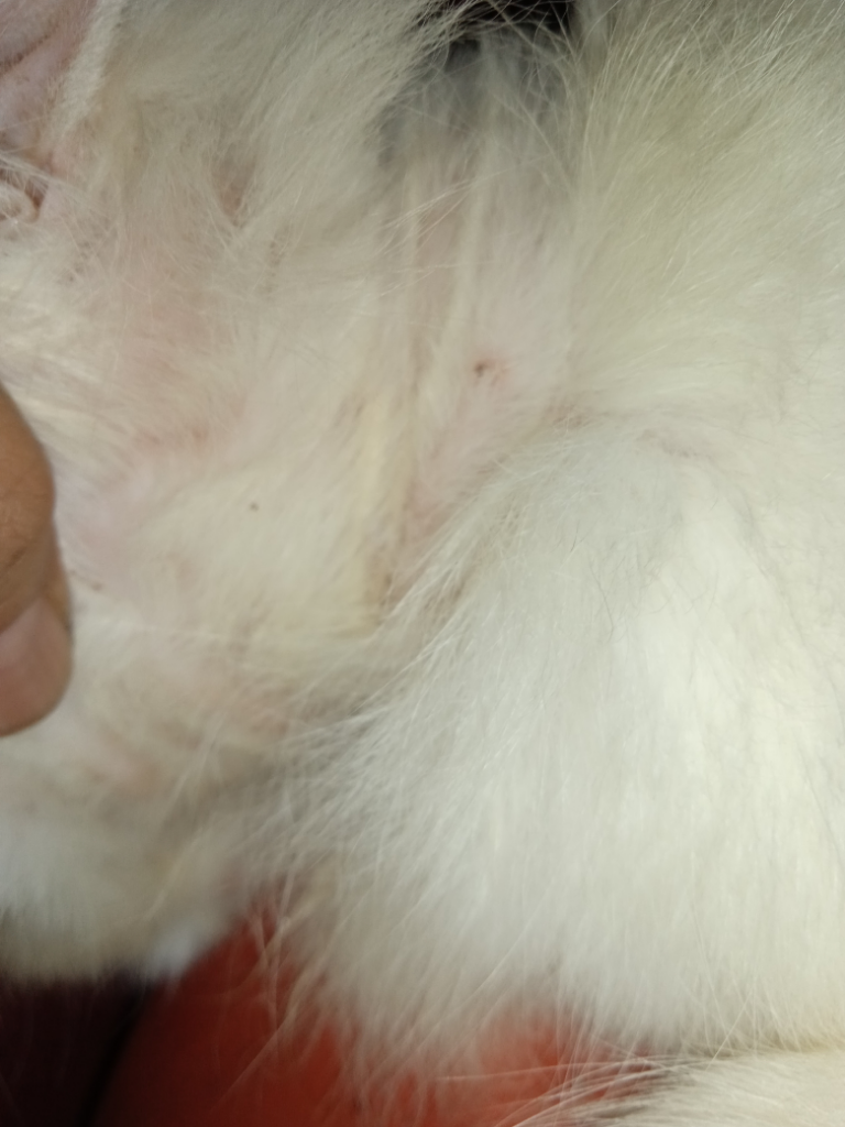 Mengatasi Jamuran Pada Kucing Dengan Perawatan (Dan Kesabaran Yang Keterlaluan!)