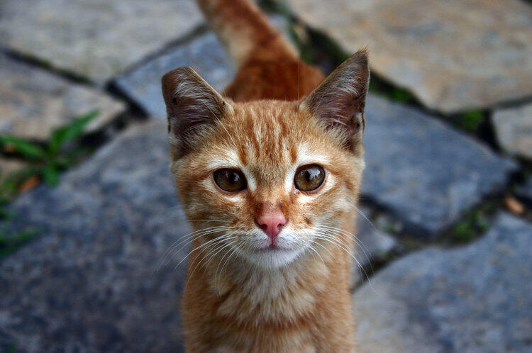 Perlukah Kita Memberi Makan Kucing Liar?