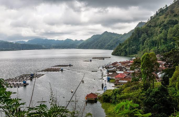 Misteri Pohon Taru Menyan, Yang Menyerap Bau Mayat Di Bali