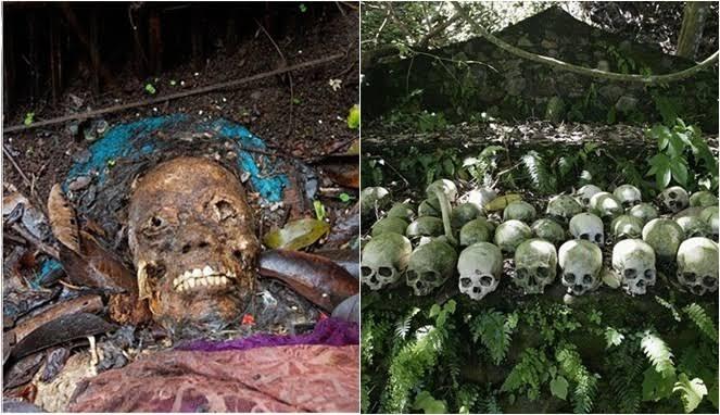 Misteri Pohon Taru Menyan, Yang Menyerap Bau Mayat Di Bali