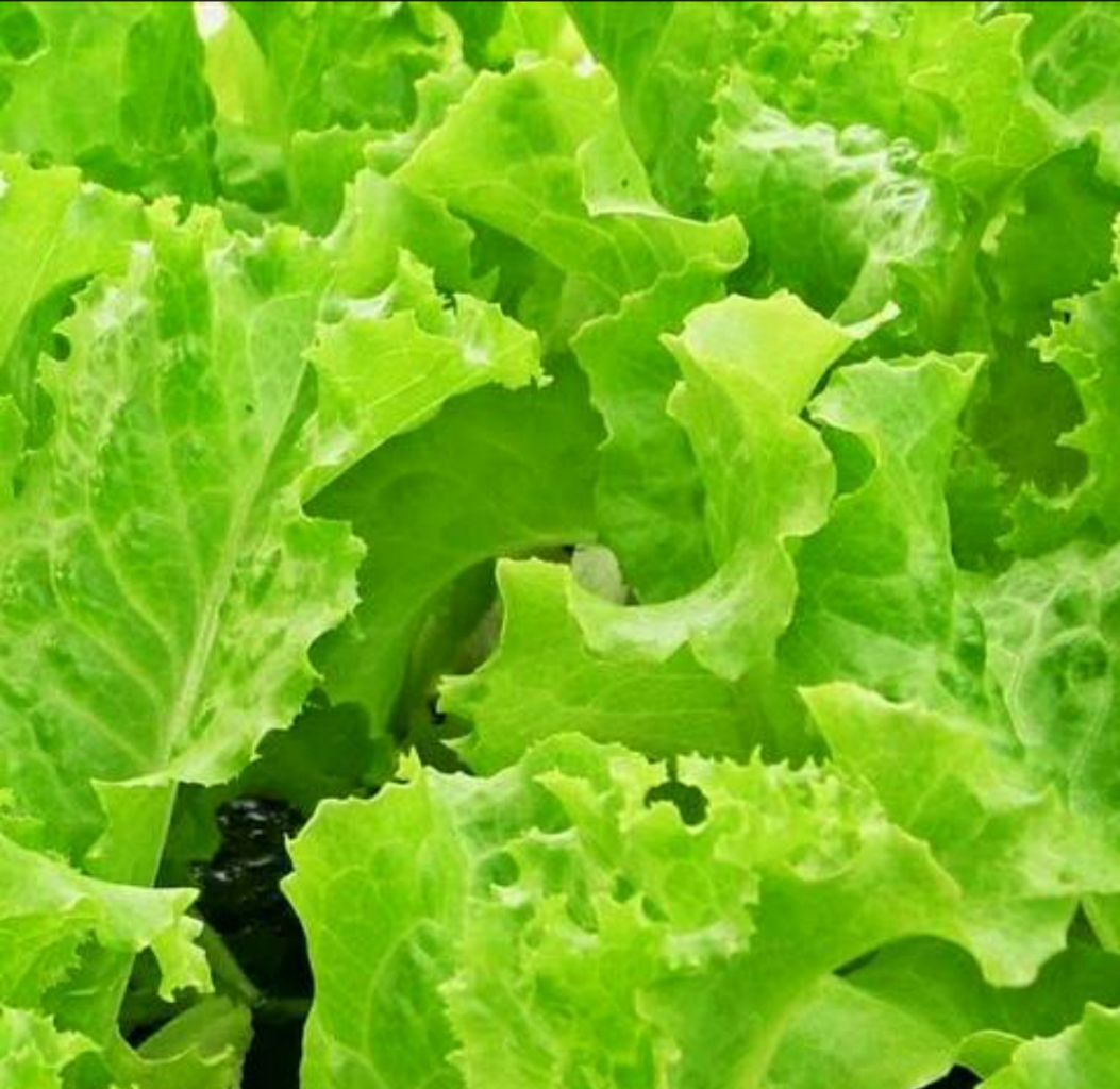 7 Sayur Lalapan, Sebagai Menu Pelengkap Makan, dan Baik untuk Kesehatan