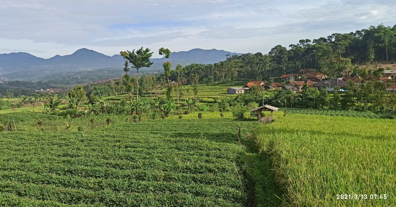 Update Harga Ubi Cilembu Triwulan Pertama Tahun 2021