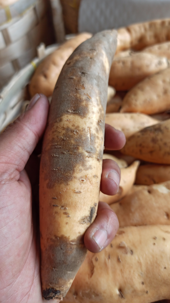 Ubi Cilembu Hitam Kulitnya Mantap Rasanya BlackSweet Potato