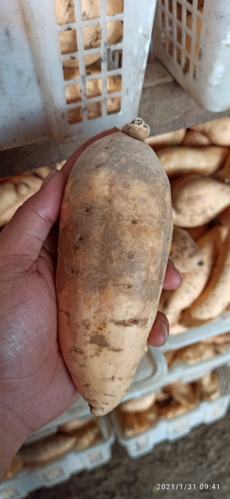 Ubi Cilembu Hitam Kulitnya Mantap Rasanya BlackSweet Potato