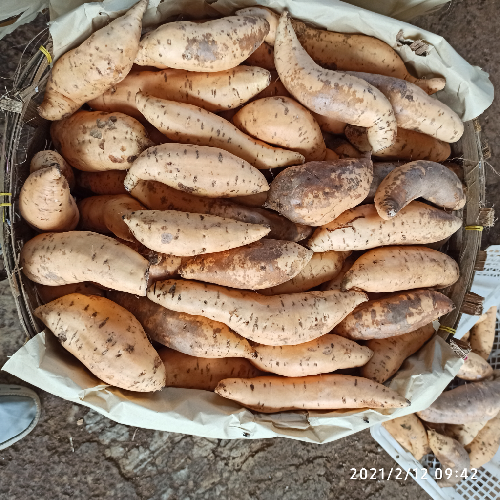 Ubi Cilembu Hitam Kulitnya Mantap Rasanya BlackSweet Potato