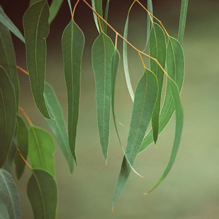 Eucalyptus, Daun Ajaib yang Banyak Manfaat. Aromanya Kini Paling Dicari