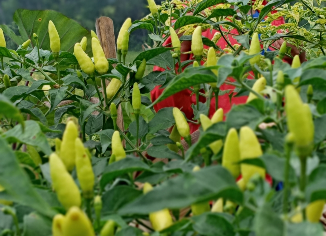 Harga Cabe Rawit Mahal! Simak Suka Duka Para Petani Cabe Rawit Jarang Dipublikasikan!