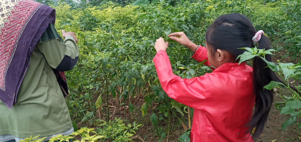 Harga Cabe Rawit Mahal! Simak Suka Duka Para Petani Cabe Rawit Jarang Dipublikasikan!