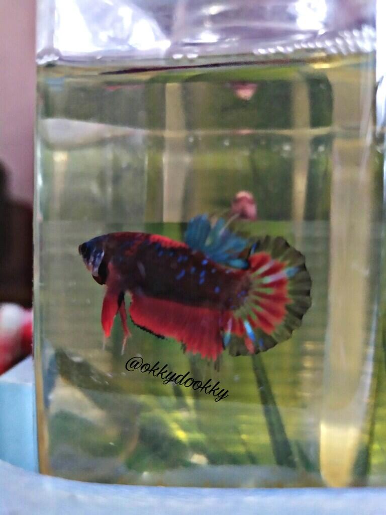 kaskus-image