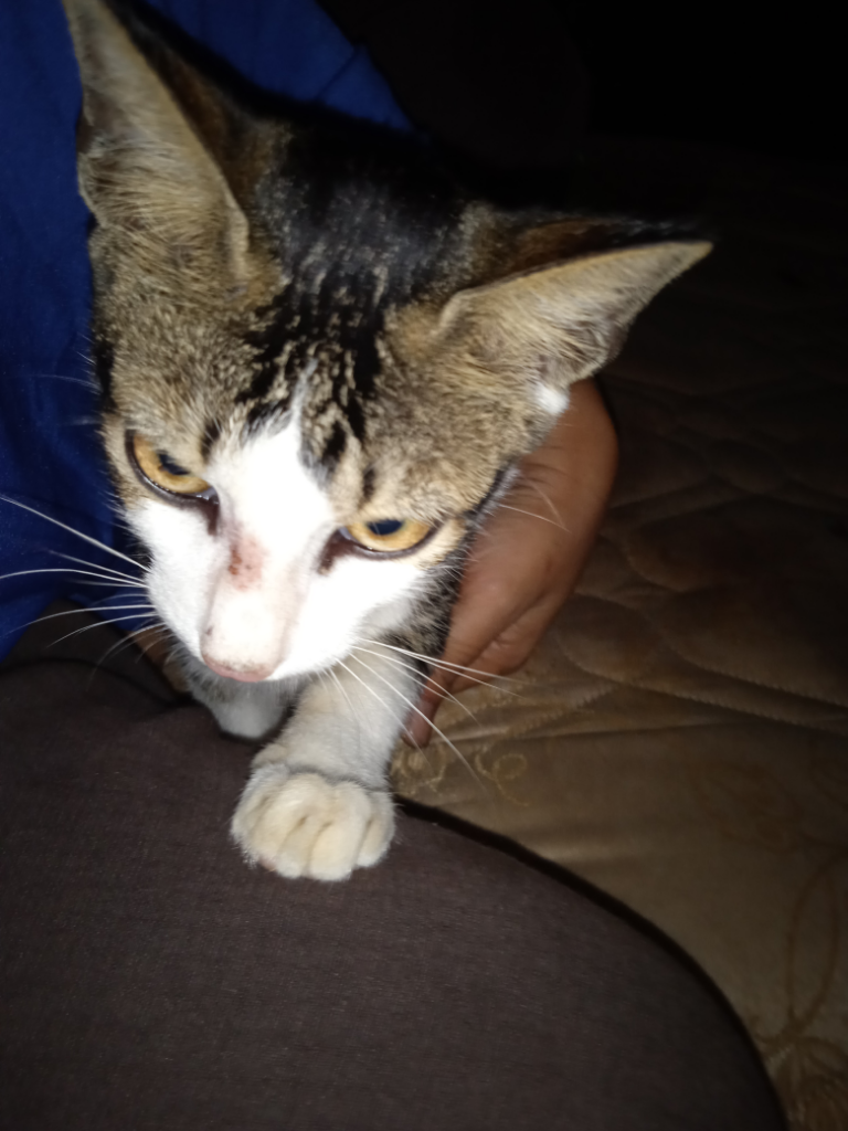 Ngga Sengaja Bantu Kucing Liar Temukan Forever Home (Is Priceless)