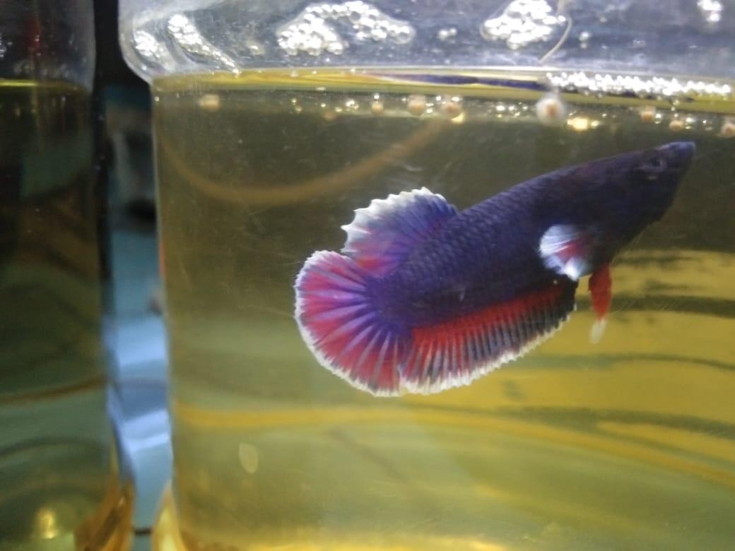 Cara Merawat Ikan Cupang Agar Tampil Lebih Menawan, Dari Hobi Jadi Penghasilan!