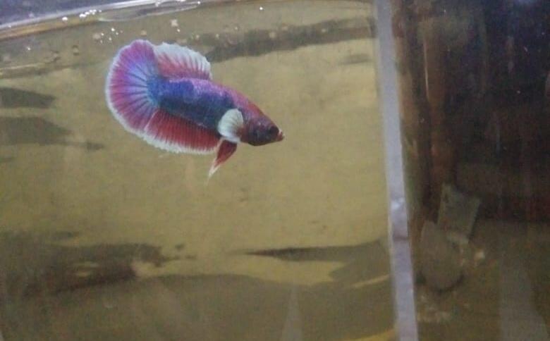 Cara Merawat Ikan Cupang Agar Tampil Lebih Menawan, Dari Hobi Jadi Penghasilan!