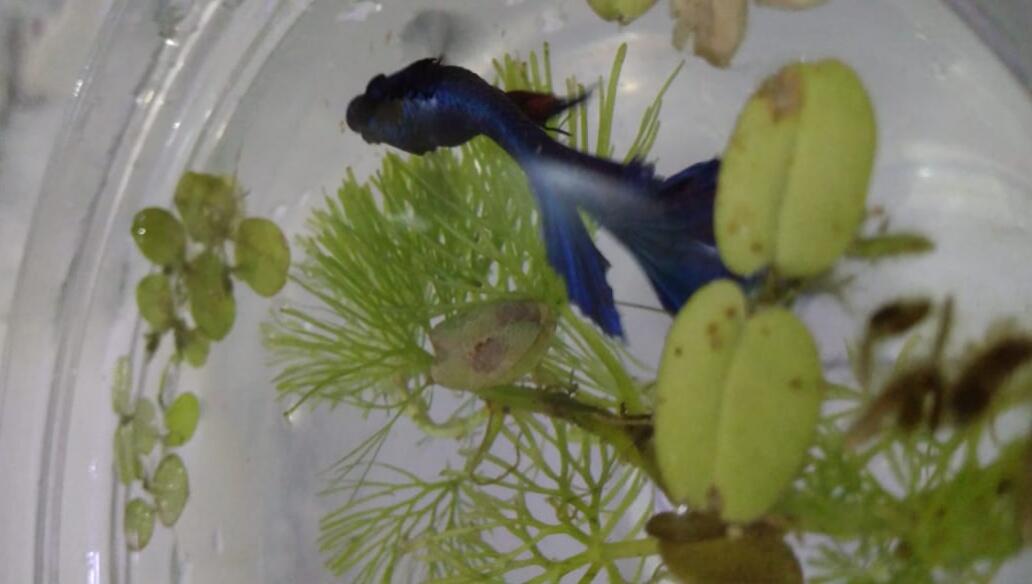 Cara Merawat Ikan Cupang Agar Tampil Lebih Menawan, Dari Hobi Jadi Penghasilan!