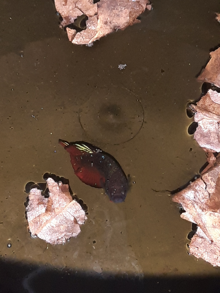 Hobby koleksi ikan cupang