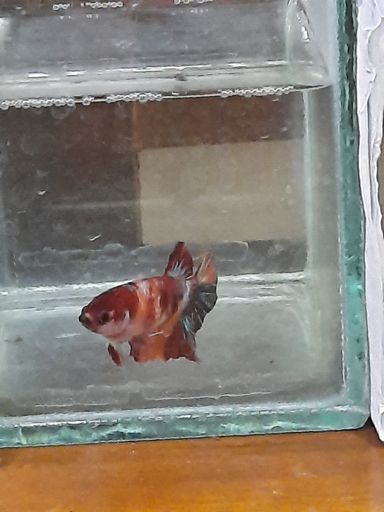 Hobby koleksi ikan cupang