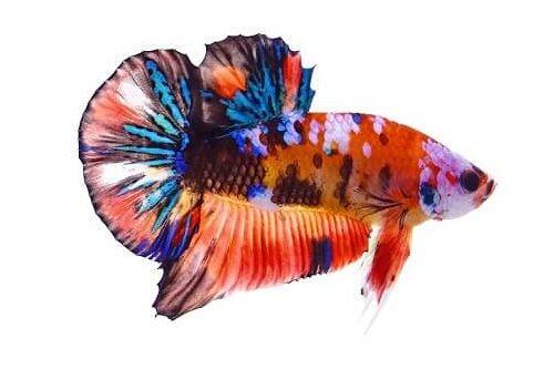 Ikan Cupang Koi Jadi Incaran Para Kolektor Ikan Hias di Jepara