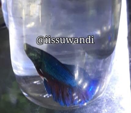 Ikan Cupang Koi Jadi Incaran Para Kolektor Ikan Hias di Jepara