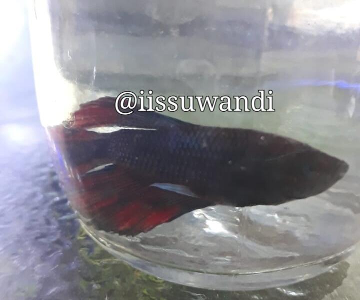 Ikan Cupang Koi Jadi Incaran Para Kolektor Ikan Hias di Jepara