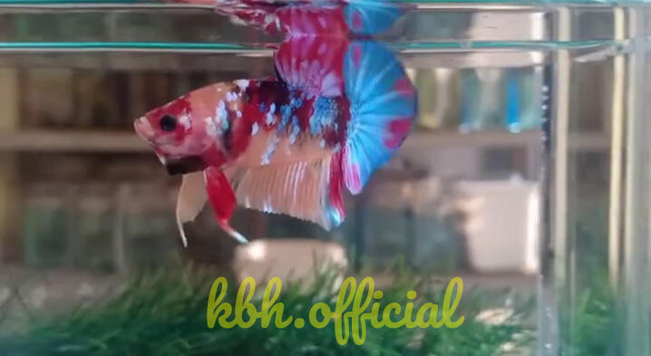 3 Makanan Daun yang Bagus untuk Warna Ikan Cupang