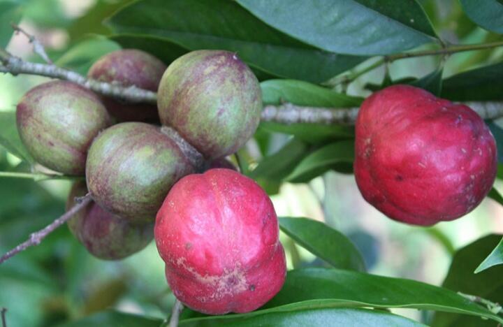 Populer Sebagai Peribahasa, Inilah Ujud Asli Buah Simalakama Beserta Manfaatnya!