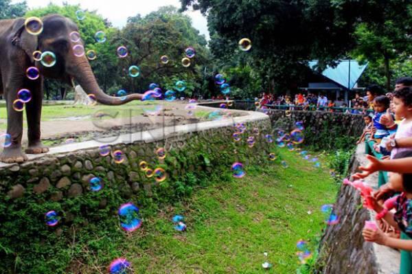 Sejarah Kebun Binatang Pertama hingga Dikenal Taman Margasatwa Ragunan