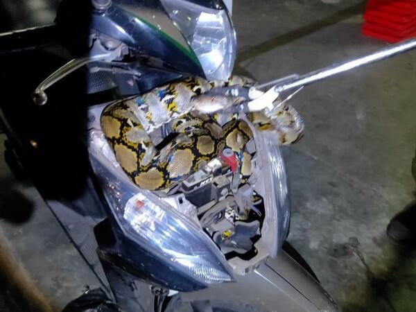 Bikin Kaget! Ular Sanca 2,5 Meter Ditemukan dalam Bodi Motor di Jaksel