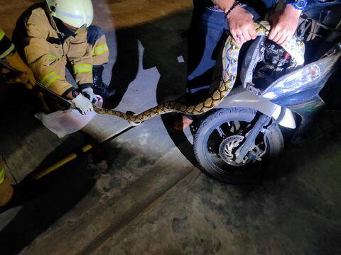 Bikin Kaget! Ular Sanca 2,5 Meter Ditemukan dalam Bodi Motor di Jaksel