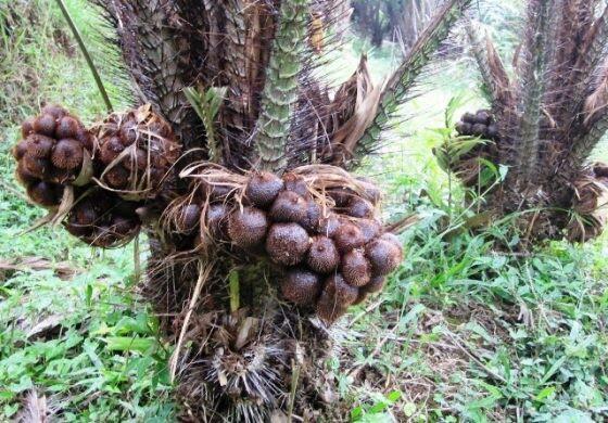 Buah yang pohonnya mungkin belum pernah agan sista lihat sebelumnya