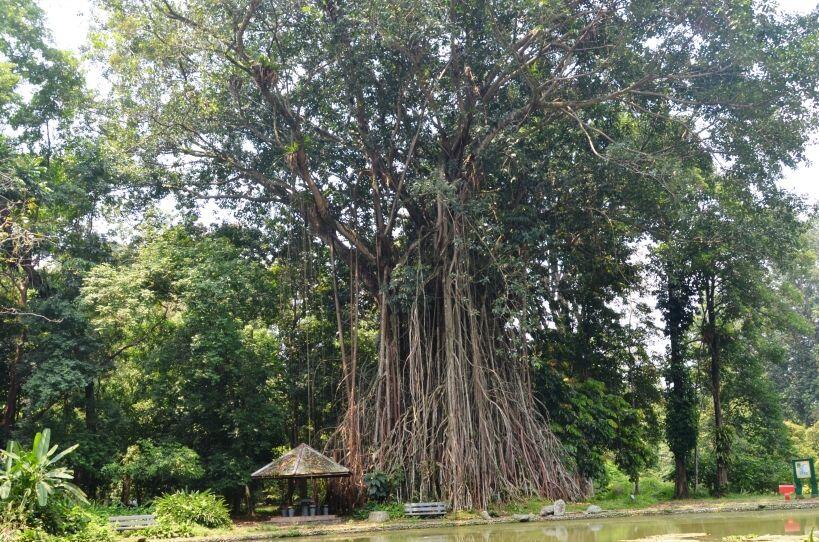 Tanam 11 Ribu Pohon, Petani Ini Hidupkan Kembali Bukit yang Mati Kekeringan 