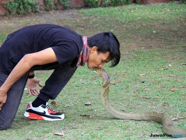 Ular Cobra Di Elus-Elus, Keahlian Orang Ini Bikin Merinding!! 