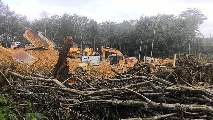 Pakar Dari KLHK Sebut Hutan di Jawa Makin Mengecil, (Masih) 24% Dari Total Luas Pulau