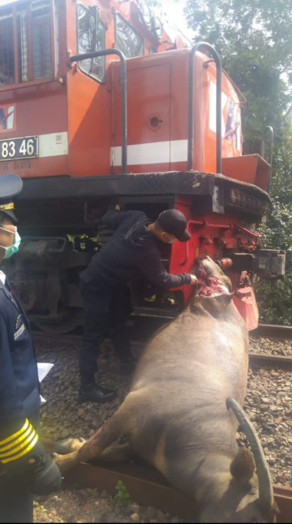 11 Ekor Kerbau Ditabrak kereta Api, Ini Yang Dilakukan Pemiliknya