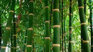 Asma Aji lindu gendeng/ Bambu gila
