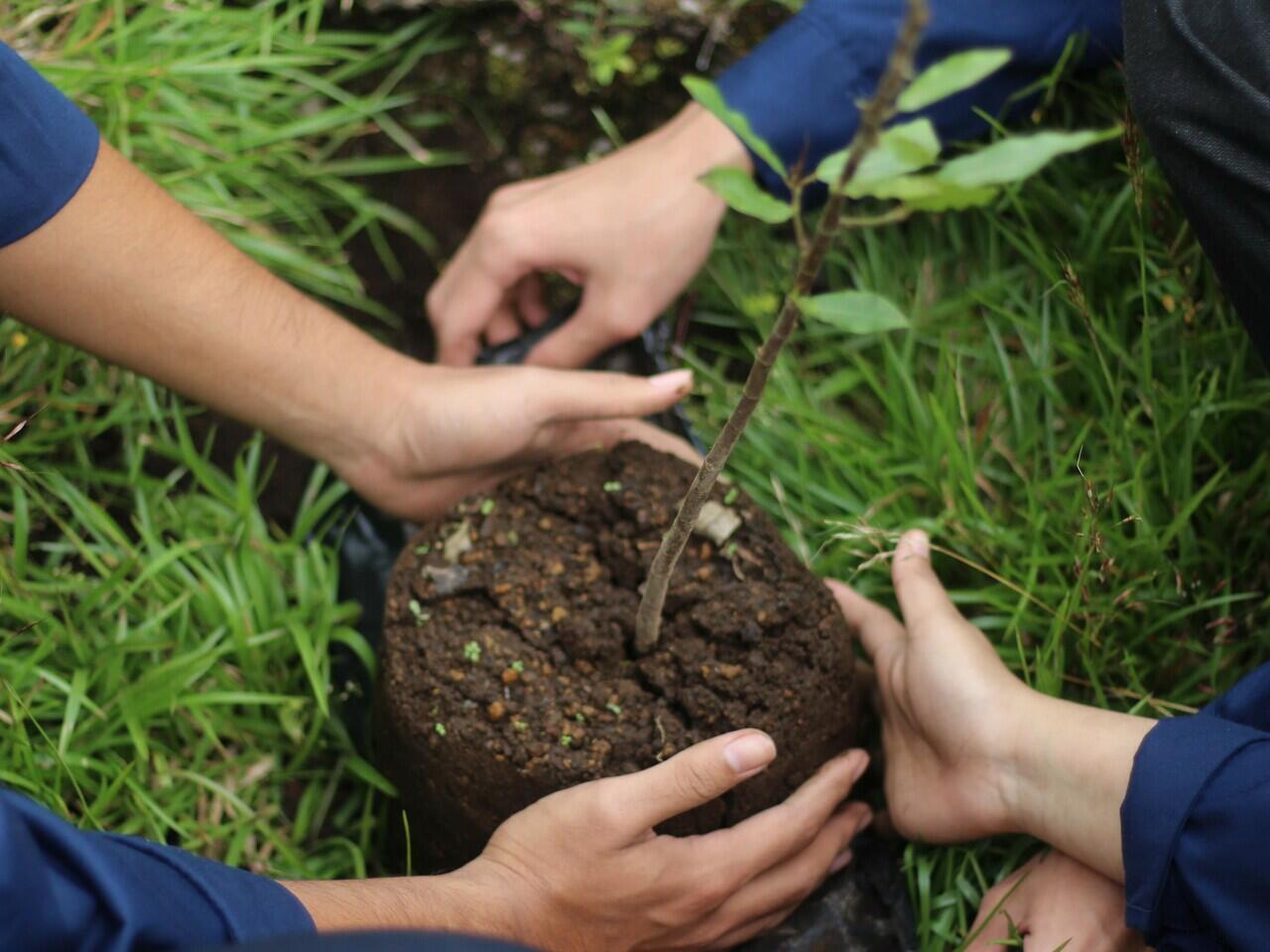Bibit Pohon Ara untuk Sembalun