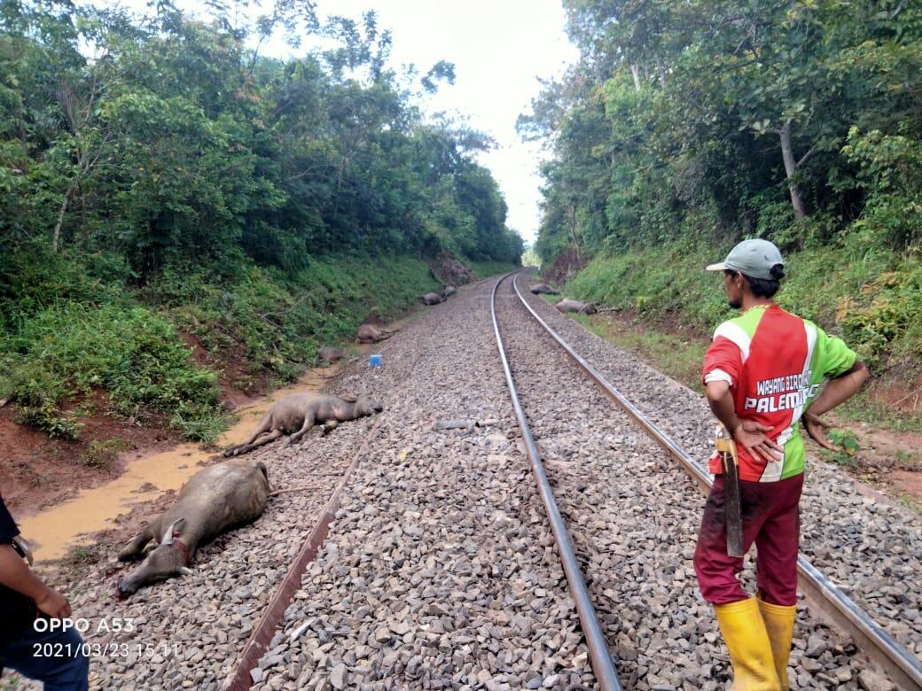 11 Ekor Kerbau Ditabrak kereta Api, Ini Yang Dilakukan Pemiliknya