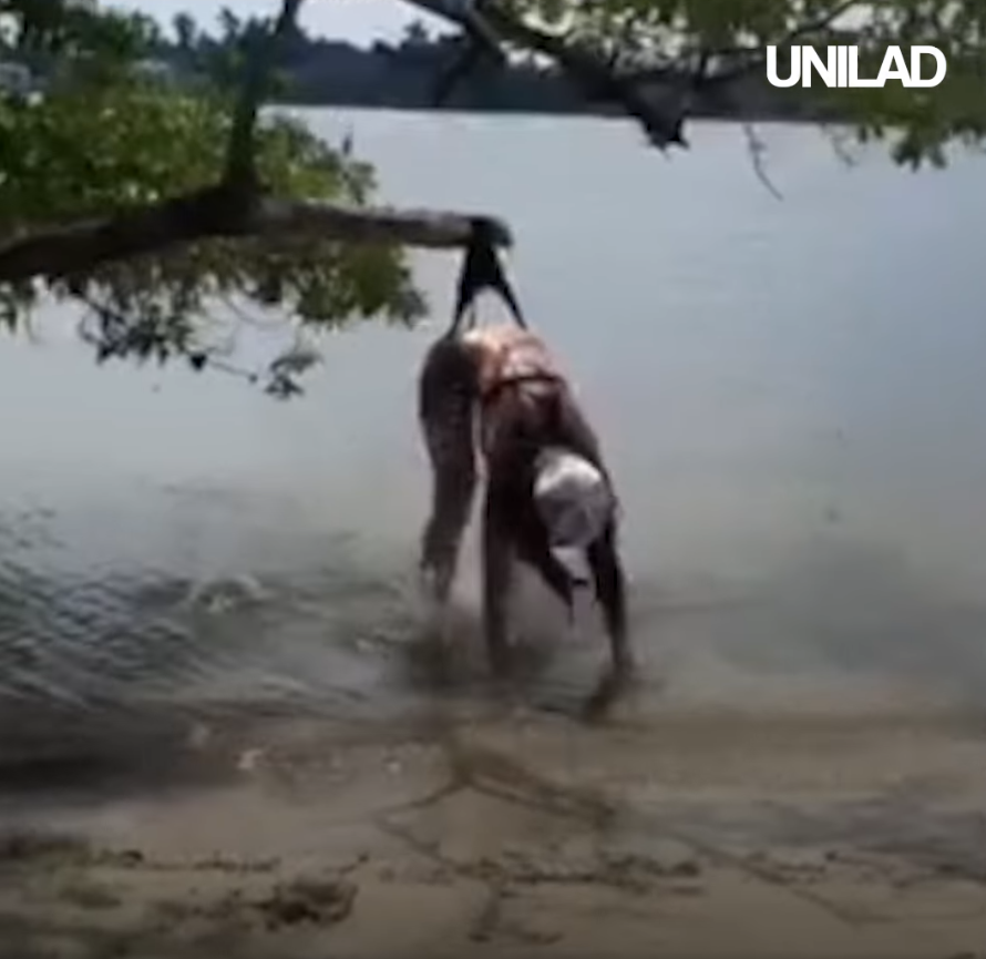 Gigi Terbang sampai Daleman Nyangkut. Jadi Terkenal di SosMed Tuh Gak Mudah, Gan!