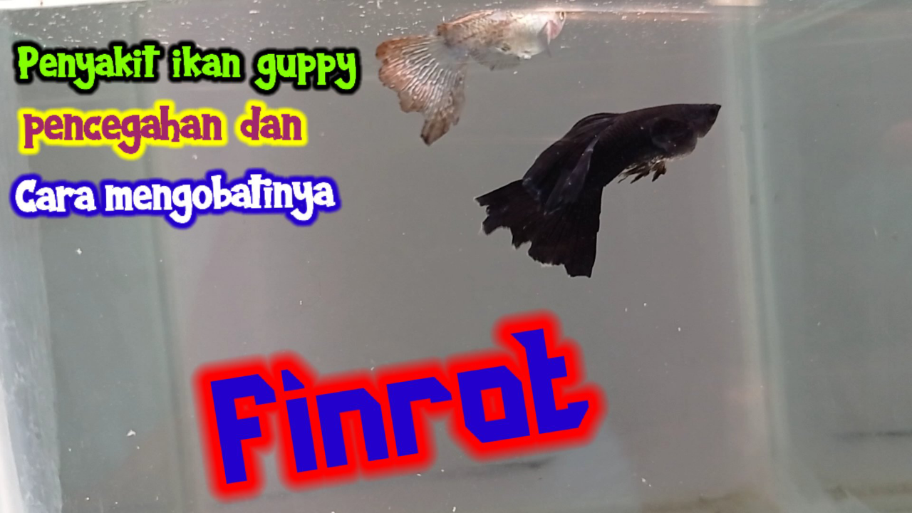 Penyakit Ikan Guppy Pencegahan Dan Cara Mengobatinya
