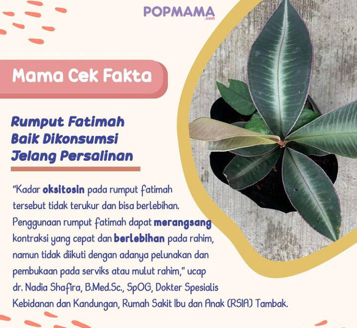 Berikut Beberapa Fakta Tentang Rumput Fatimah Yang Membuat Janin Mati di Dalam Rahim 