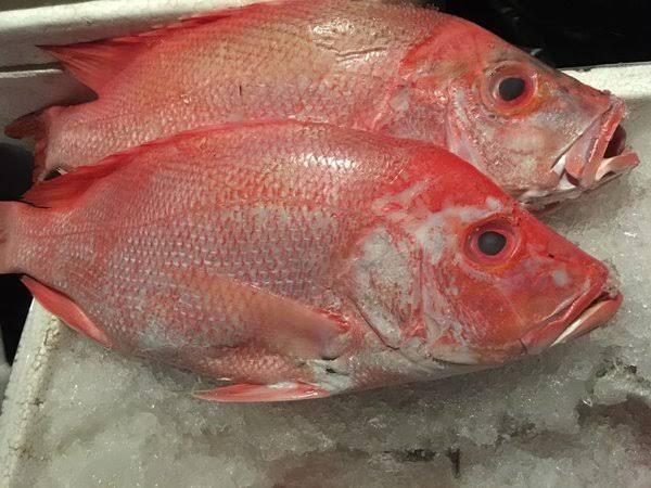 Populasi Ikan Kakap dan Kerapu di Laut Jawa Menipis