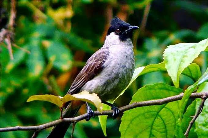 Merdunya Suara Burung Kutilang, Kenapa Dianggap Burung Hama? 